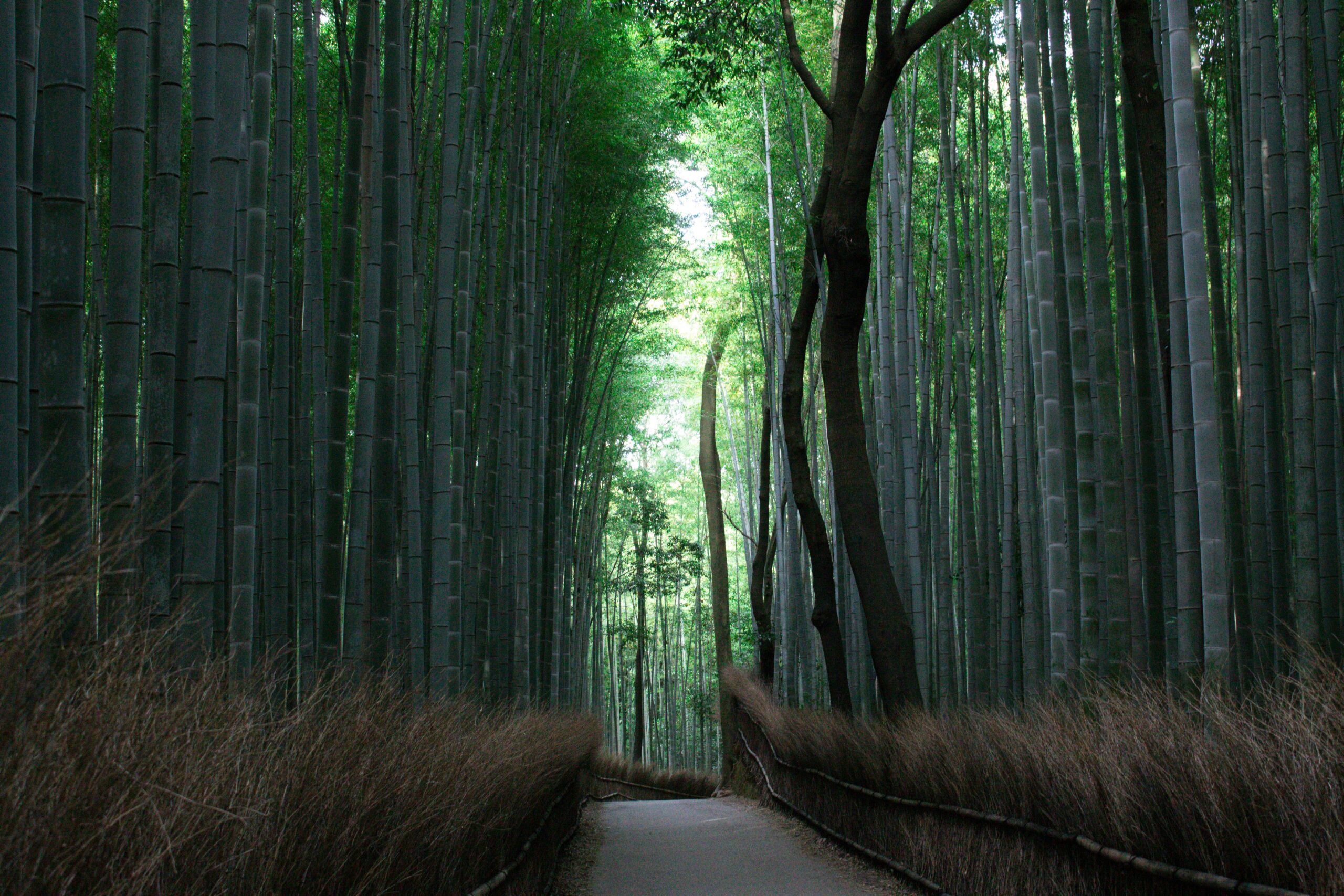 Sunlight filtering through tall bamboo trees in the Arashiyama Bamboo Grove, Kyoto