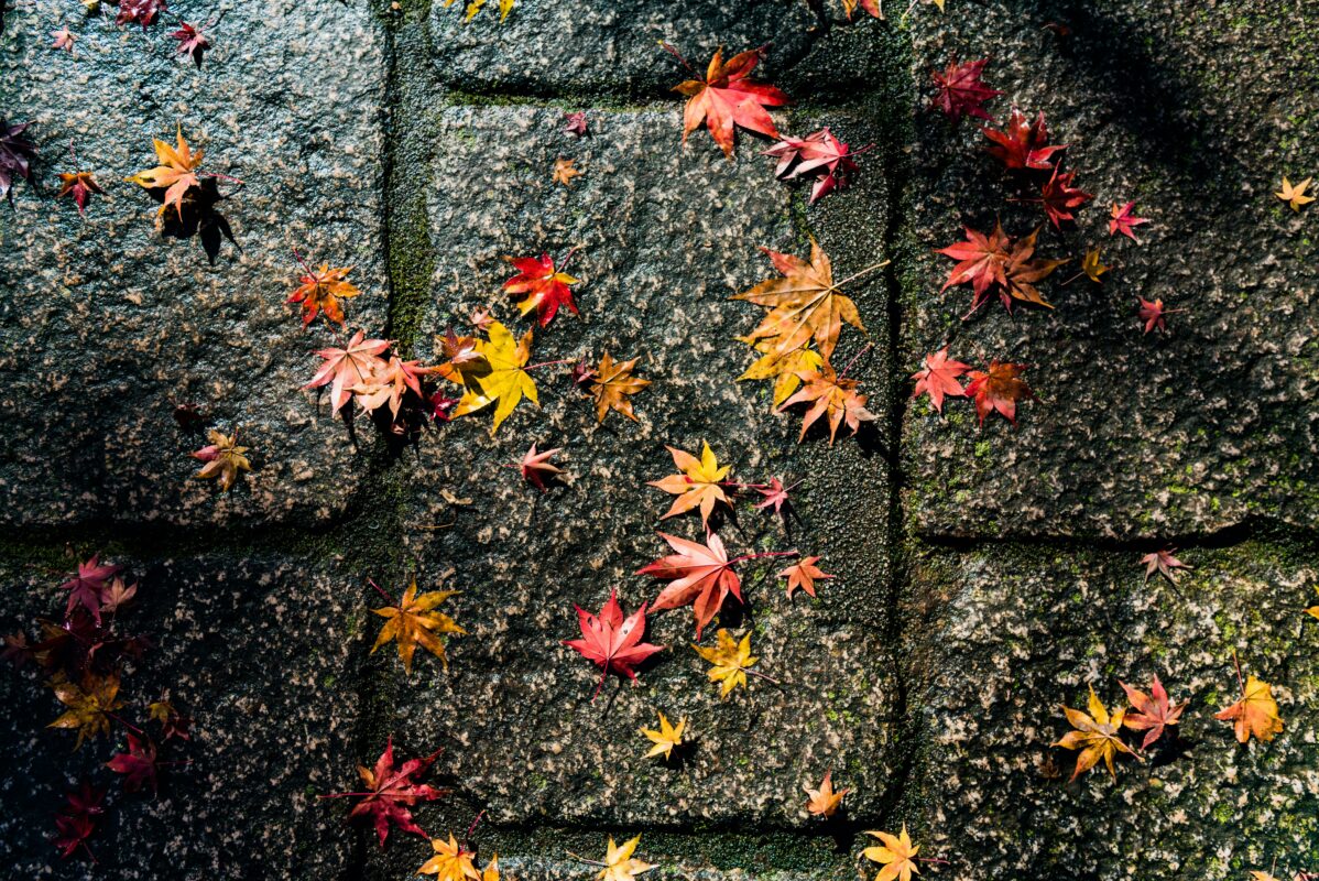 Colorful autumn leaves resting on a traditional stone pathway in Kyoto, Japan